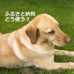 ラブラドールレトリバー